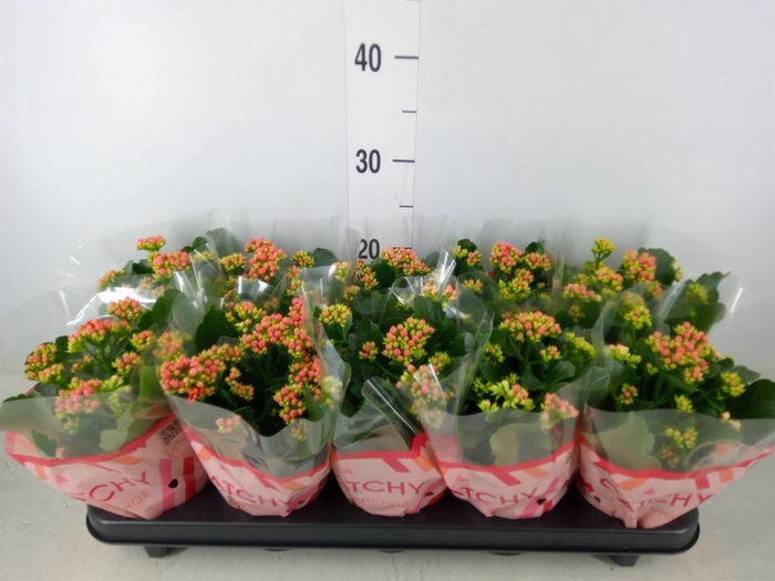 <h4>Kalanchoe blos. 'RosDon Amador'</h4>