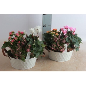 ARR GARDEN ZINC WHITE