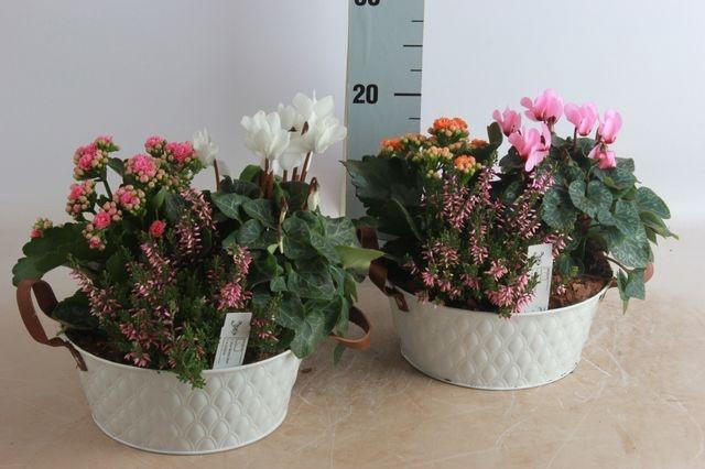 <h4>ARR GARDEN ZINC WHITE</h4>