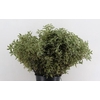 Pittosporum RND x10 (x5s)