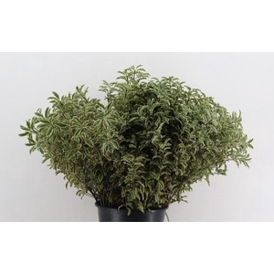 Pittosporum RND x10 (x5s)