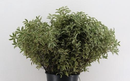 <h4>Pittosporum RND x10 (x5s)</h4>