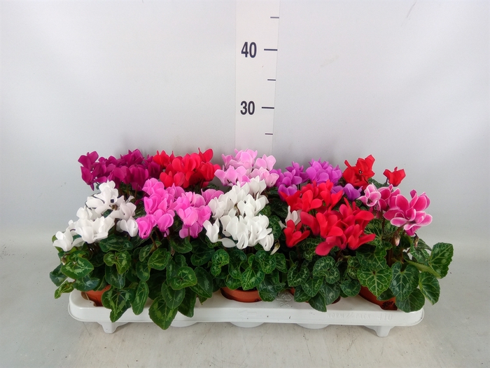 <h4>Cyclamen KL 'Carino'</h4>