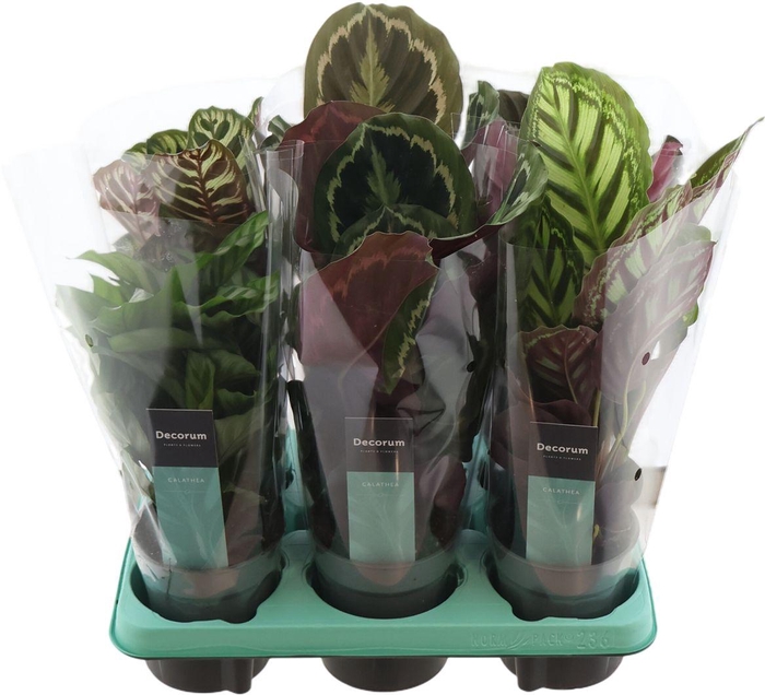 <h4>Calathea Gemengd</h4>