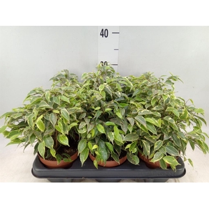 Ficus benja. 'Kinky'