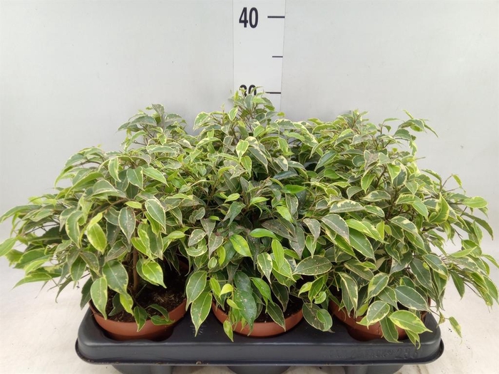 <h4>Ficus benja. 'Kinky'</h4>