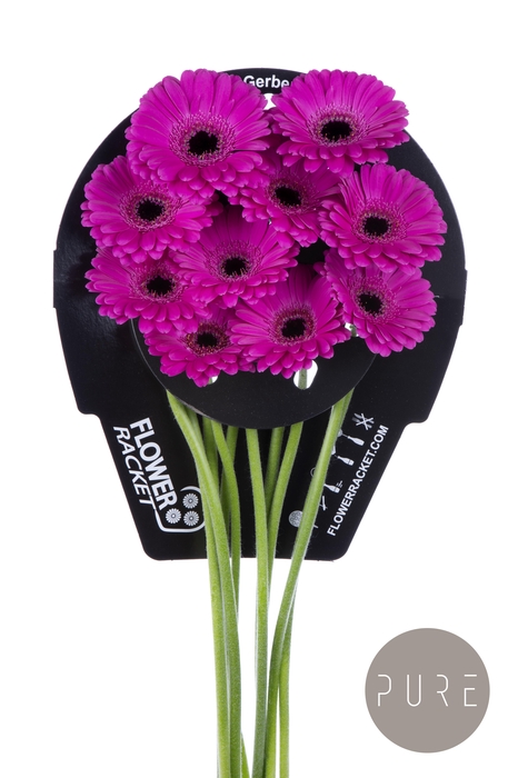 Germini Anna Flowerracket