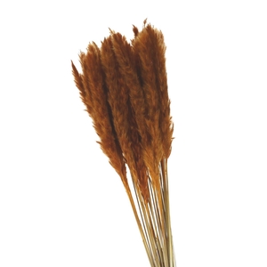 Dried flowers Pampass grass fluffy 80cm