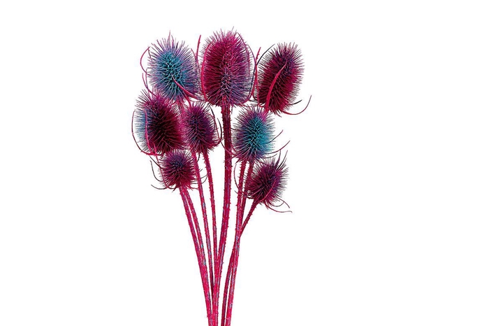 Dried Artz Cardistella Rubens Bunch