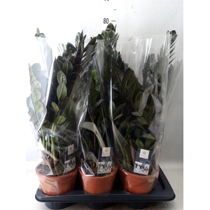 Zamioculcas zamiifolia 'Dowon'