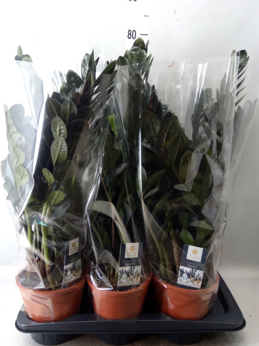 <h4>Zamioculcas zamiifolia 'Dowon'</h4>