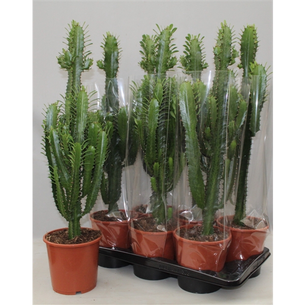 <h4>Euphorbia Trigona groen</h4>