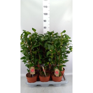 Camellia japonica 'Dr King'
