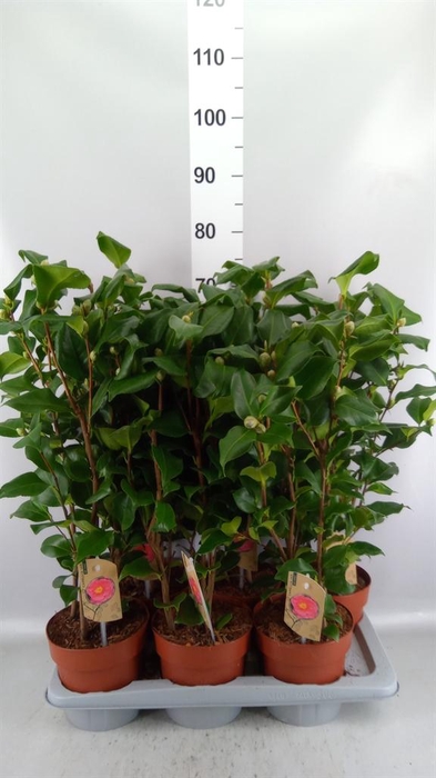 Camellia japonica 'Dr King'