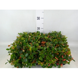 Gaultheria proc.