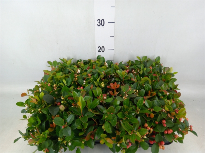 <h4>Gaultheria proc.</h4>