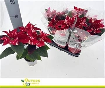 <h4>EUPHOR P SKYSTAR</h4>