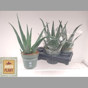 ALOE VERA