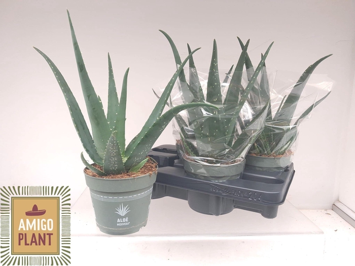 <h4>ALOE VERA</h4>