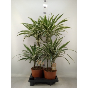 Dracaena frag. 'Janet Craig'