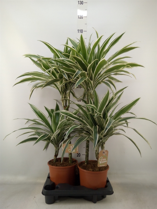 <h4>Dracaena frag. 'Janet Craig'</h4>