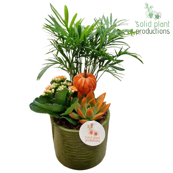 <h4>CE001 Amy Green Orange Echeveria</h4>