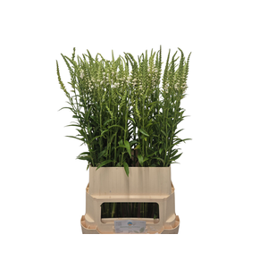 PHYSO VIRGINIANA OV
