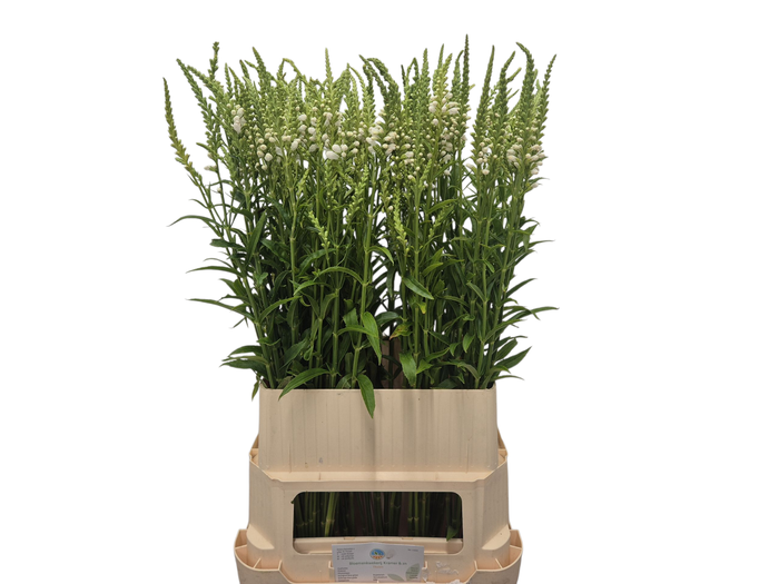<h4>PHYSO VIRGINIANA OV</h4>