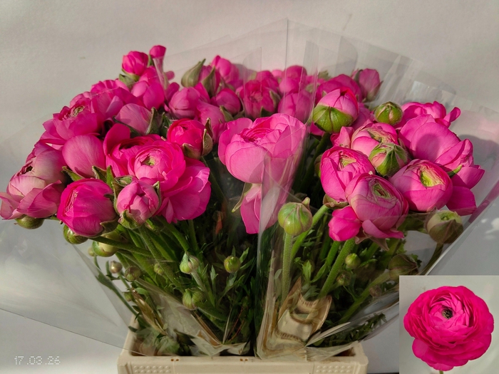 <h4>RAN THOM BONBON</h4>