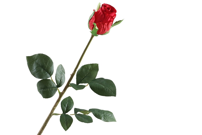 <h4>Rosa Bud Red</h4>