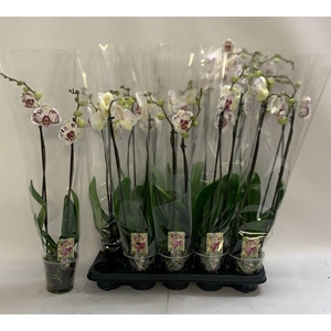PHAL CALYPSO