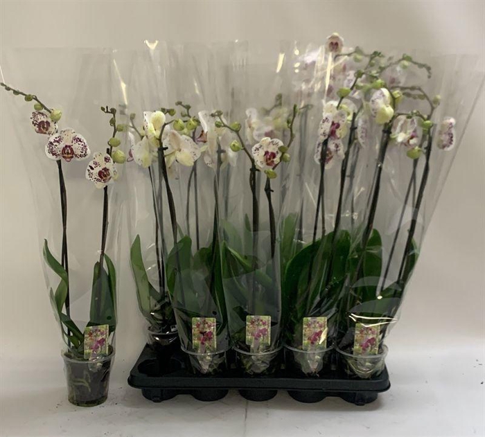 <h4>PHAL CALYPSO</h4>