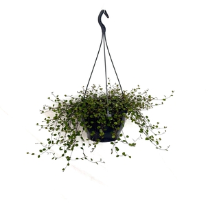 MUEHLENBECK CO MAORI