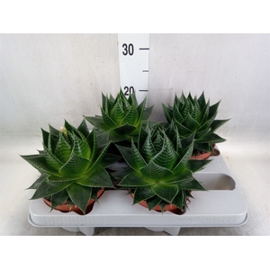 Aloe aristata 'Cosmo'