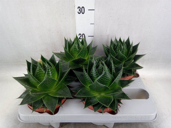 <h4>Aloe aristata 'Cosmo'</h4>