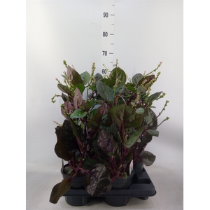 Basella alba 'Rosebud'