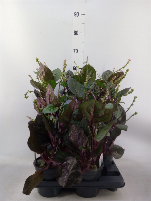 <h4>Basella alba 'Rosebud'</h4>