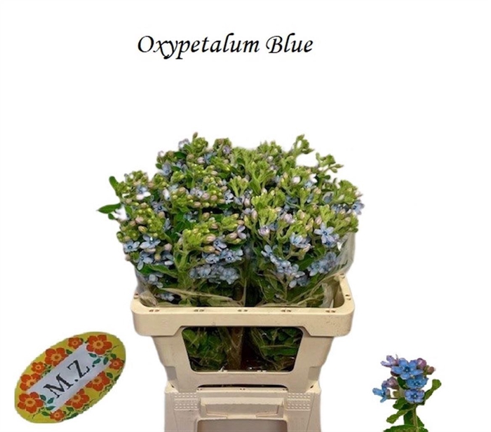 <h4>OXY CO TAN PURE BLU</h4>