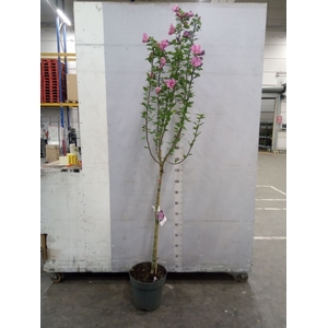Hibiscus syriacus