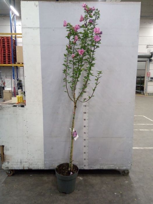 <h4>Hibiscus syriacus</h4>