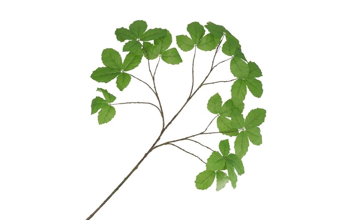 <h4>Silk Leaf Chestnut Green 135cm Nm</h4>