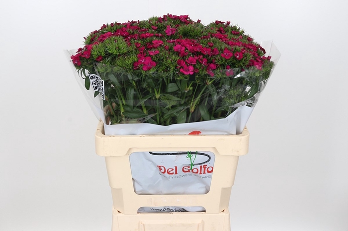 <h4>DI BA AM NEON CHERRY</h4>