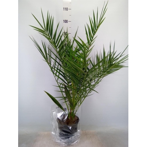 Phoenix canariensis