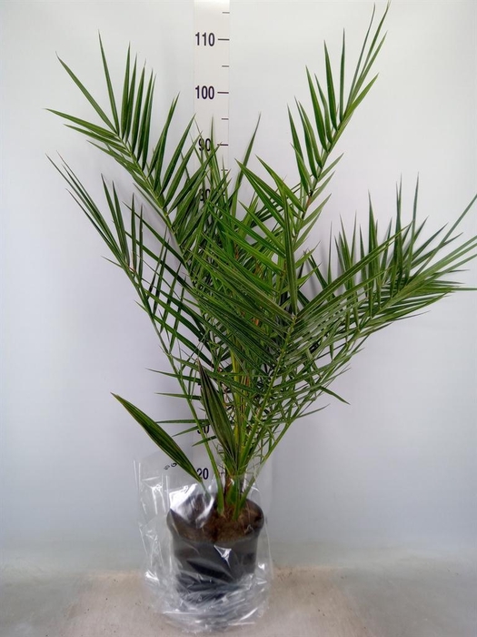 <h4>Phoenix canariensis</h4>