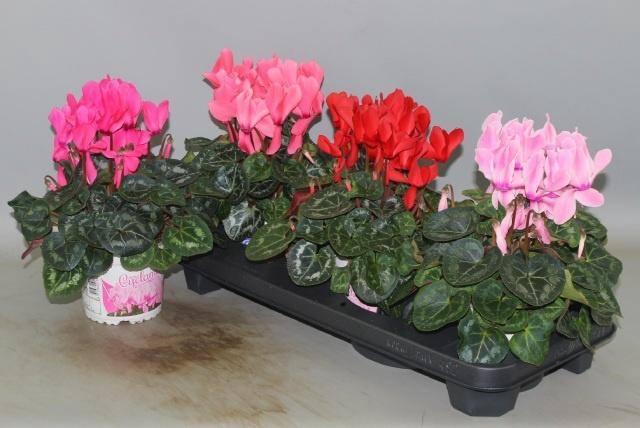 <h4>CYCL GR SUP XL</h4>