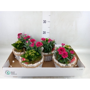 Arr.   Tuinplanten L%