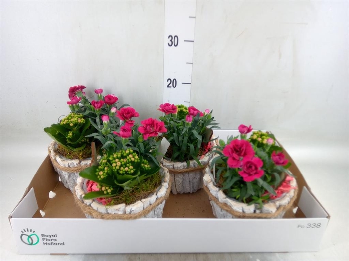 <h4>Arr.   Tuinplanten L%</h4>