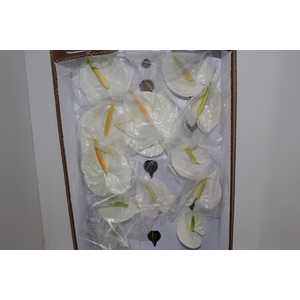 ANTHURIUM PRESENCE 9/11 035 CM DIAM MIN 9 CM BRANCO