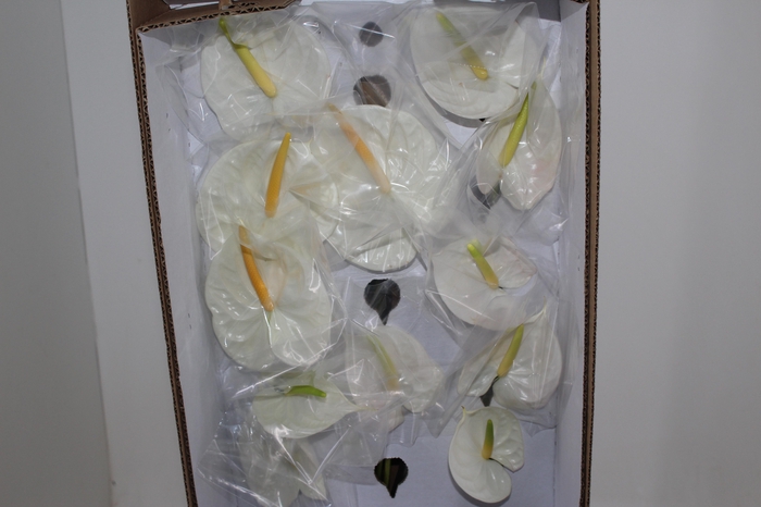 <h4>ANTHURIUM PRESENCE 9/11 035 CM DIAM MIN 9 CM BRANCO</h4>