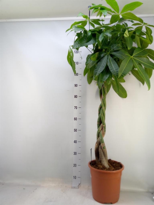 <h4>Pachira aquatica</h4>